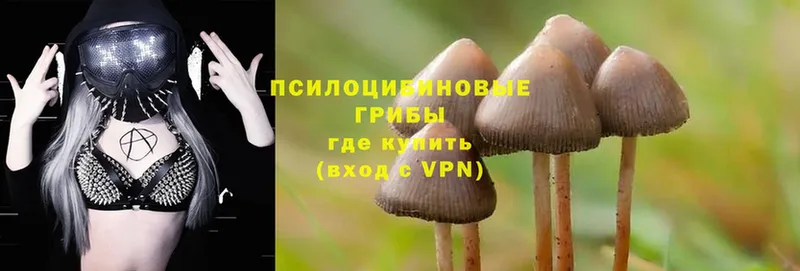 Галлюциногенные грибы Psilocybe  хочу   Кохма 